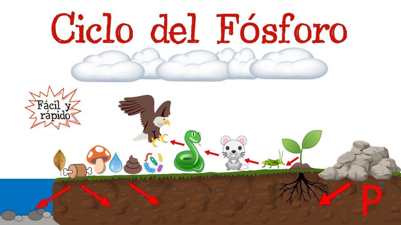 caracteristicas del ciclo del fosforo