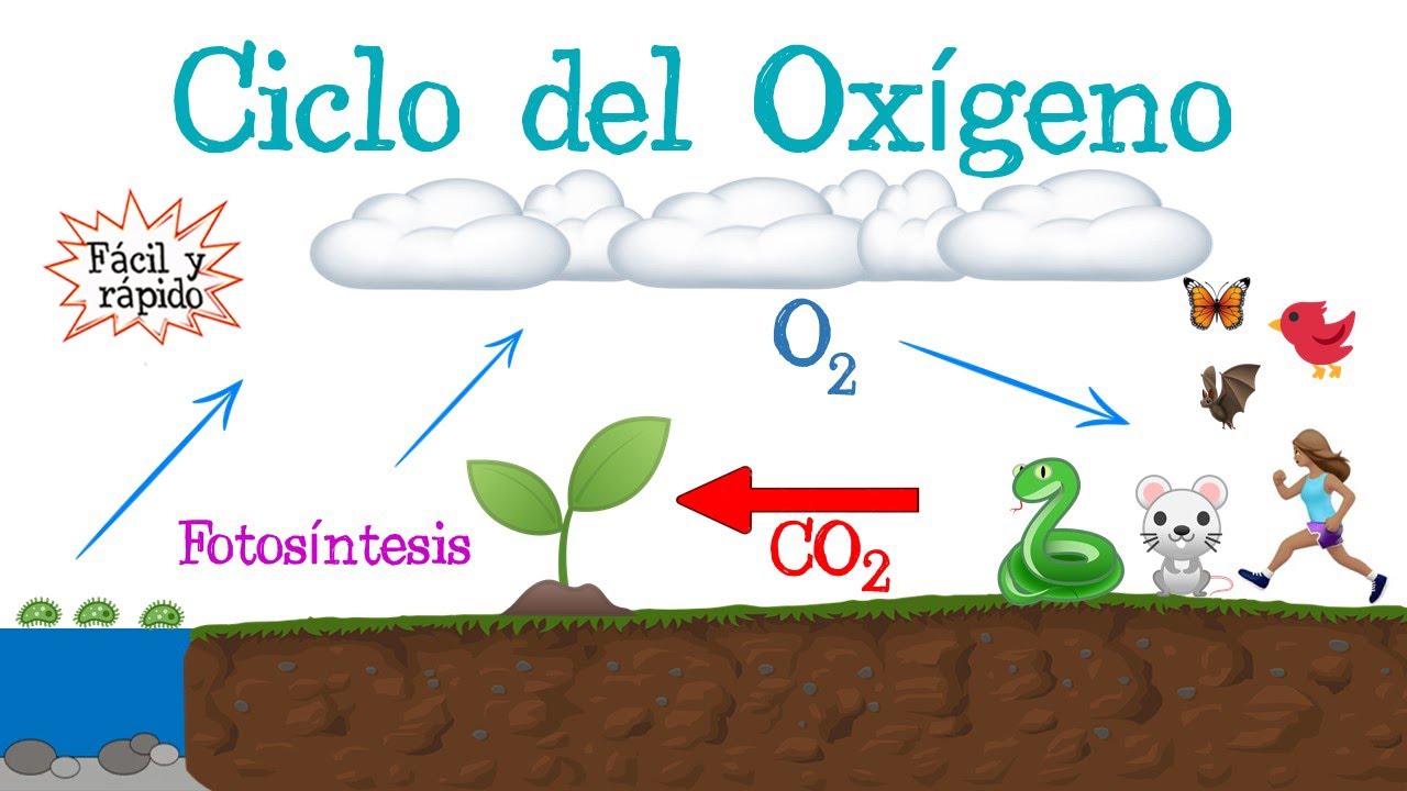 caracteristicas del ciclo del oxigeno