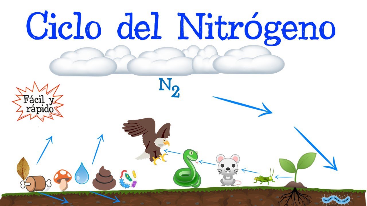 ciclo del nitrogeno explicado paso a paso