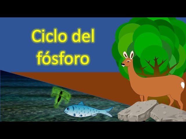 cuadro sinoptico del ciclo del fosforo