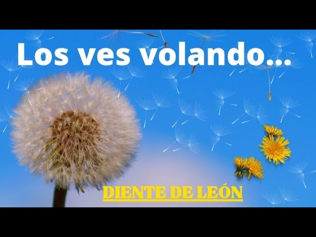 diente de leon significado esoterico