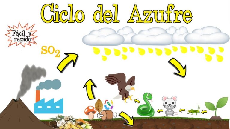 El Azufre En Los Seres Vivos