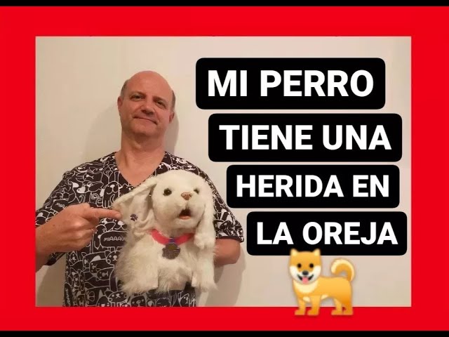 herida en la oreja que no cura