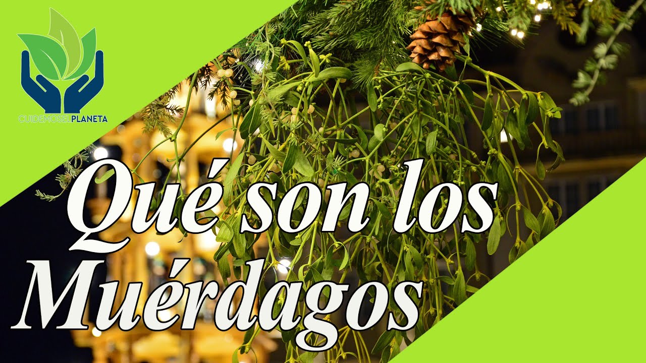 que se hace con el muerdago del año pasado