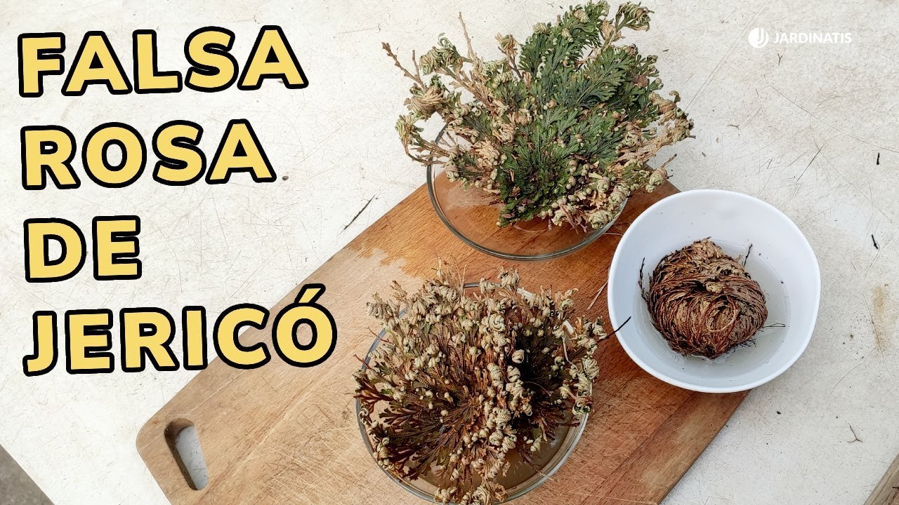 rosa de jerico verdadera y falsa
