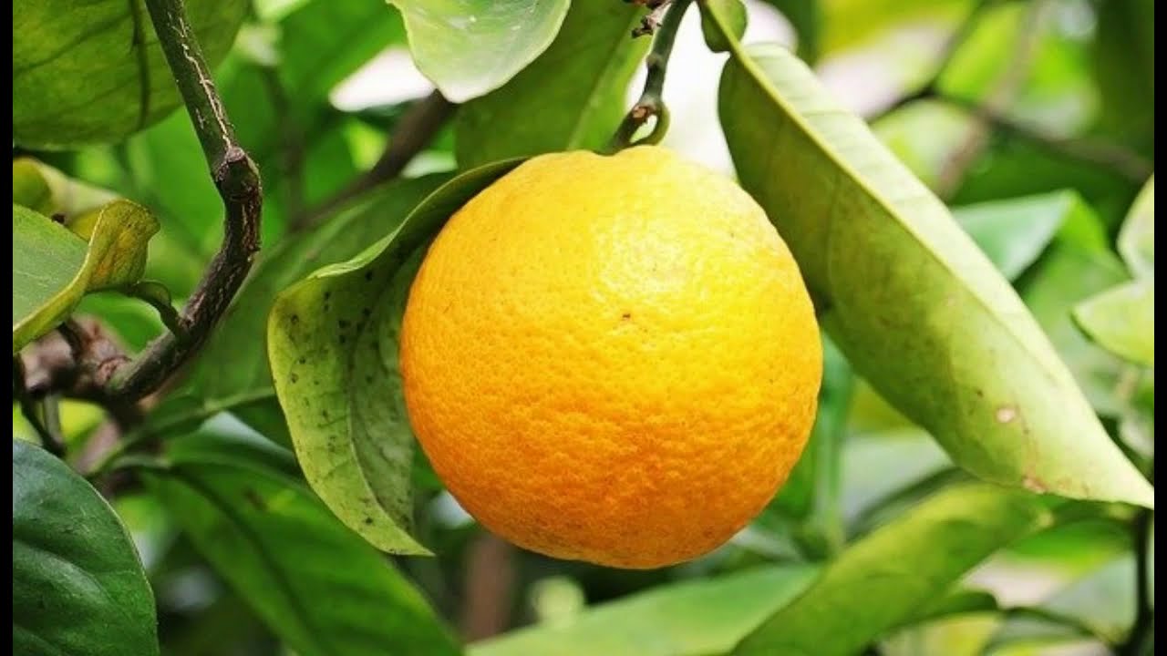 como se dice naranja en argentina