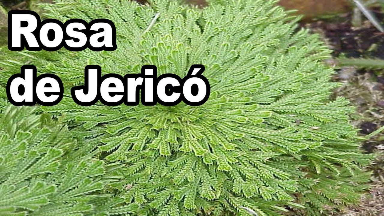 rosa de jericó siempre en agua