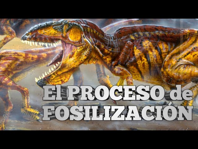 son personas que se dedican al estudio de los fósiles