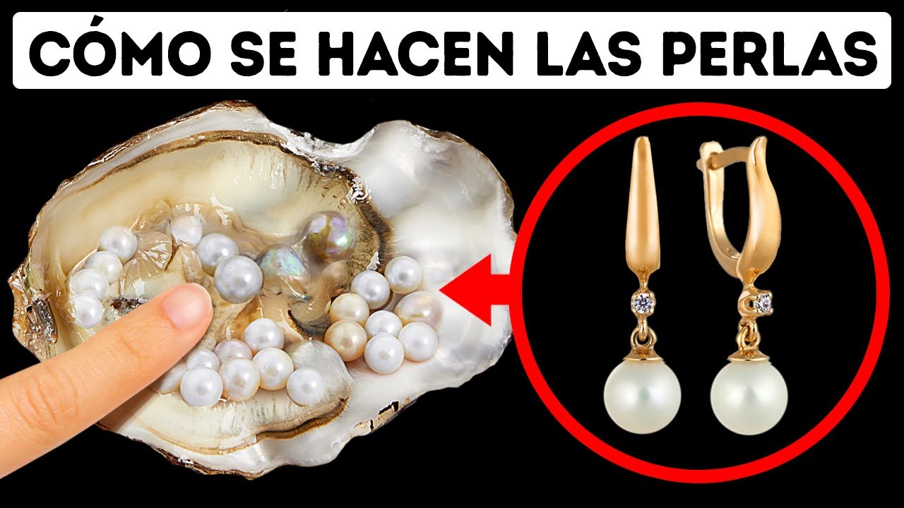 perlas que salen de las almejas